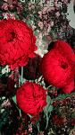     
: IMAG0458.jpg
: 73
:	105.3 
ID:	13085094