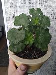     
: IMG_20190411_082031.jpg
: 13
:	102.7 
ID:	13091514