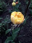     
: 20190414 Double Beauty Aplerdoon.jpg
: 16
:	83.4 
ID:	13095300