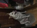     
: 1FBDB5B3-995C-46BE-9503-9773FE38B499.jpg
: 10
:	78.5 
ID:	13103085