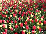     
: SAM_2706.jpg
: 20
:	231.3 
ID:	13107969