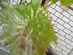     
: 20190504_084523.jpg
: 52
:	149.1 
ID:	13111421