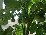     
: IMG_0362.jpg
: 142
:	130.2 
ID:	13111910