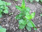     
: IMG_3409.JPG
: 59
:	170.7 
ID:	13112233