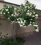     
: 24B7F20B-C04B-4062-8579-267AF05BADB9.jpg
: 31
:	85.0 
ID:	13123086