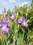     
: P90519-102604.jpg
: 7
:	159.2 
ID:	13124795