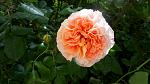     
: _DSC9994.jpg
: 13
:	219.5 
ID:	13125696