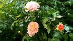     
: _DSC9996.jpg
: 11
:	150.3 
ID:	13125697