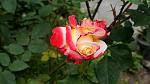     
: _DSC9997.jpg
: 12
:	96.6 
ID:	13125705