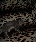     
: SAM_3492.jpg
: 148
:	71.9 
ID:	13126149