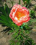     
: 28. 05 (32) Coral Supreme.jpg
: 12
:	109.5 
ID:	13132674