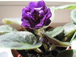    
: IMG_7865.jpg
: 18
:	116.5 
ID:	1313523