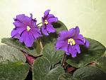     
: IMG_7868.jpg
: 20
:	135.3 
ID:	1313555