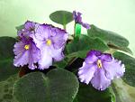     
: IMG_7874.jpg
: 30
:	102.4 
ID:	1313572