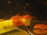     
: som.jpg
: 21
:	48.3 
ID:	13152197