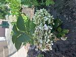     
: 51C28F0C-2B7F-4605-ABD1-0FDC0FB5EE89.jpg
: 6
:	155.1 
ID:	13155350