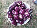     
: 20190713_130156.jpg
: 30
:	255.2 
ID:	13164418