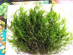     
: IMG_20190714_170335.jpg
: 11
:	304.6 
ID:	13165397