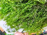     
: IMG_20190714_171048.jpg
: 9
:	246.5 
ID:	13165402