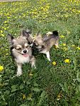     
: Кроха сын к отцу &.jpg
: 9
:	198.9 
ID:	13166366