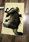     
: IMG_20180712_213528.jpg
: 15
:	69.4 
ID:	13169113