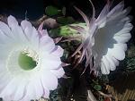     
: 20190813_071705.jpg
: 15
:	97.3 
ID:	13185087