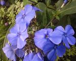     
: Флокс гол.jpg
: 10
:	221.6 
ID:	13185518