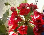    
: Фото-0011.jpg
: 11
:	255.6 
ID:	13188781