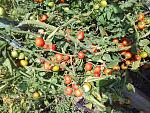     
: 20190821_142559.jpg
: 13
:	305.5 
ID:	13190218