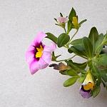     
: DSCN5500.JPG
: 26
:	199.5 
ID:	13195559