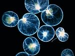     
: noctiluca fig 77.jpg
: 23
:	35.0 
ID:	13196426