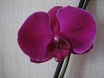     
: IMG_0460.jpg
: 16
:	121.8 
ID:	13199057
