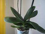     
: IMG_0453.jpg
: 26
:	85.2 
ID:	13199058
