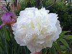     
: IMG_2414.jpg
: 12
:	117.3 
ID:	13210582
