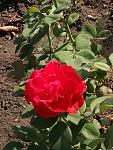     
: IMG_20190922_133154.jpg
: 8
:	133.9 
ID:	13213830