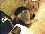     
: 669361646539.jpg
: 59
:	196.6 
ID:	1322615