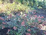    
: 101_2728.jpg
: 8
:	269.6 
ID:	13230034