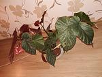     
: IMG-388c31ce430a2afadd04928a03aa9b15-V.jpg
: 31
:	134.9 
ID:	13230101