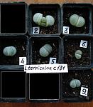     
: terricolor.jpg
: 11
:	104.4 
ID:	13239283