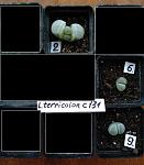     
: terricolor2.jpg
: 9
:	80.3 
ID:	13246821