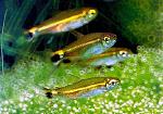     
: Hemigrammus_hyanuary_6.jpg
: 23
:	110.8 
ID:	13256850