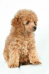     
: toy-pudel1.jpg
: 22
:	23.0 
ID:	13265617