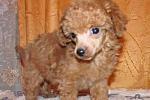     
: toy-pudel2.jpg
: 28
:	23.1 
ID:	13265618