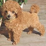     
: toy-pudel3.jpg
: 24
:	28.5 
ID:	13265619