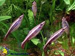     
: Poecilobrycon_eques_02.jpg
: 13
:	87.2 
ID:	13267022