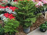     
: araucaria-14.jpg
: 31
:	88.4 
ID:	13275281