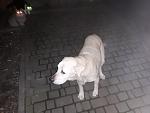     
: 786_full.jpg
: 22
:	208.2 
ID:	13283807