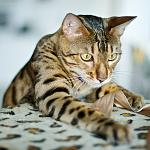     
: 4782957260_86ce1920ff.jpg
: 73
:	140.9 
ID:	1331331