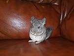     
: 20072010833.jpg
: 22
:	144.3 
ID:	1332084