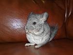     
: 20072010834.jpg
: 23
:	152.7 
ID:	1332085